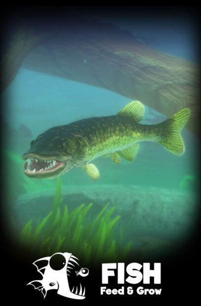 Feed And Grow Fish Free Download